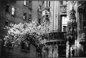 Garten in New York